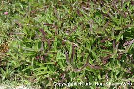 Image result for Cyanotis