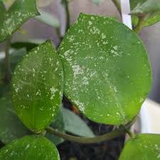 Image result for Selago lacunosa