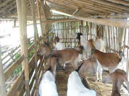 .kandang ternak kambing etawa, ukuran kandang kambing jawa, pemilihan bibit kambing modern, pakan kambing gibas, reproduksi kambing, dan yang terakhir adalah fermentasi pakan kambing. Kandang Kambing 2 Ilmubudidaya Com