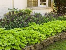 We'll go over lighting, watering, propagation and more! Sweet Potato Vine How To Plant Grow And Care For Ipomea Batatas Garden Design