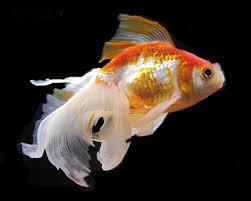 Goldfish By Lynnette Ann Moodeylynnette Ann Moodey Artist Goldfish Goldfish Wallpaper Fantail Goldfish