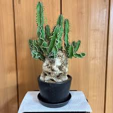 Image result for Euphorbia mlanjeana