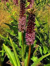 Image result for Eucomis