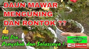 Maybe you would like to learn more about one of these? Daun Mawar Menguning Penyebab Dan Solusinya Youtube