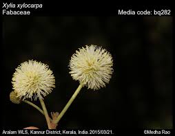 Image result for Embelia xylocarpa