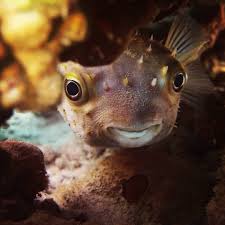 Puffer Fish Diving Divingphoto Puffer Pufferfish Cute Redsea Eilat Eilat Scubadiving Underwaterphotography Underwater