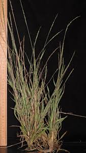 Image result for Eriochloa