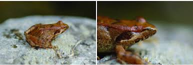 Image result for Ranalisma