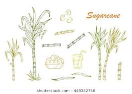 Hand Drawn Sugar Cane Set Sugarcane Plants Stalks Leaves Juice And Sugar Cubes Vector Illustration How To Draw Hands Sugarcane Plant Drawing Your sugarcane stock images are ready. hand drawn sugar cane set sugarcane