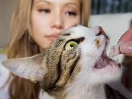 Advocates, workers question euthanasia policies at Irvine animal shelter