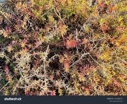 Image result for Suaeda articulata