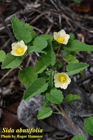 Image result for Sida ovata