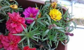 ipek cicegi kedi tirnagi bakimi portulaca grandiflora cicek bakimi cicek cesitleri cicek turleri cicek isimleri cicek bi tki ic bahce
