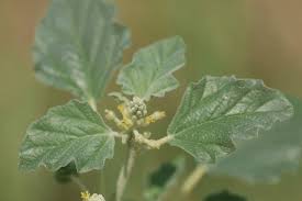 Image result for Chrozophora plicata