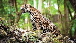 Listen to jaguares | explore the largest community of artists, bands, podcasters and creators of music & audio. Hay Mas Jaguares En Mexico Que Hace Ocho Anos El Economista