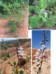 Image result for Blepharispermum pubescens