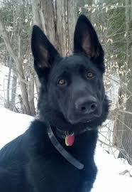 Pin By Nəzrin Maqalova On Gsd Black German Shepherd Black German Shepherd Dog German Shepherd Puppies