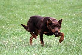 See, which brands obtain and sell their products based on verified information. Australian Kelpie Breed Profile Australian Dog Lover