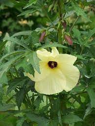 Abelmoschus Manihot Photos Hibiscus Manihot Or Abelmoschus Manihot Edible Hibiscus Em 2020