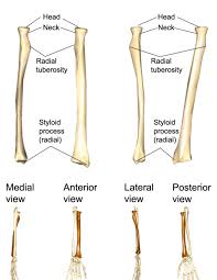 The radius is a long bone in the forearm. 6 The Appendicular Skeleton Medicine Libretexts