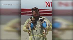 Everything we do is in preparation for the happiness you see reflected in the pictures below! Nbc Dfw On Twitter 23 French Bulldog Puppies Rescued From Sweltering Van In Texas Https T Co Hf5n2gxo8k