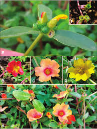 Image result for Portulaca centrali-africana