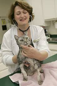 Treatment of cat uris requires supportive care mainly with oral antibiotics. Ask A Vet How Should I Treat My Cat S Chronic Upper Respiratory Infection L A Unleashed Los Angeles Times