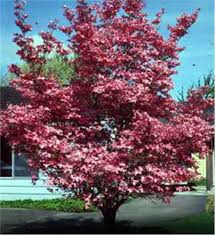 Growing plants and shrubs for zone 9 sun gardens. Red Dogwood Tree On The Tree Guide At Arborday Org