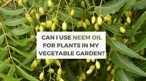It can help control many fungal problems in the when applied as a preventative measure before the plant is infected, neem oil can protect the. Can I Use Neem Oil For Plants Smart Money Green Planet