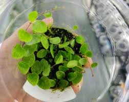 Image result for Bulbophyllum prorepens