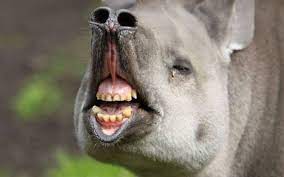 So not only is looking at funny pictures of animals good to keep your mood up but also great for your productivity. 45 Amazing Pictures Of Funny Animals To Make You Smile Tail And Fur