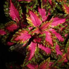 Lord voldemort, born tom marvolo riddle, was the son of merope gaunt (a descendent of salazar slytherin) and tom riddle, a handsome, wealthy muggle from little hangleton whom merope. Wholesale Coleus Rooted Plug Liners