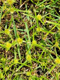 Image result for Kyllinga squamulata