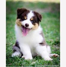 Free dog classifieds pawbe is here to help you find the perfect puppy for you and your family breeders and puppy owners can list their cute.hey i have 10 american bully's puppies ready for there new homes they have there first month shots an deworming want know more information please. Registered Border Collie Dog Breeders In Townsville