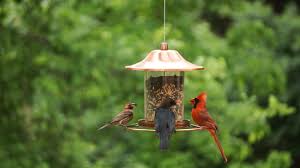 Check spelling or type a new query. Measurements For Cardinal Birdhouses