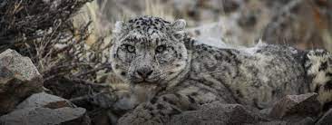 Ecology and conservation of snow leopards, gobi brown bears, and wild bactrian camels in mongolia. Nomadic Expeditions Author At Nomadic Expeditions Page 3 Of 5