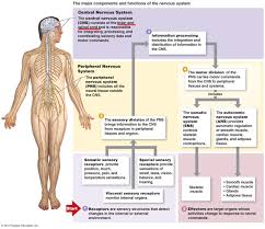 The nervous system monitors and controls almost every organ system through a series of positive and negative feedback loops.the central nervous system (cns) includes the brain and spinal cord. What Are The Main Structures Of The Central Nervous System Socratic