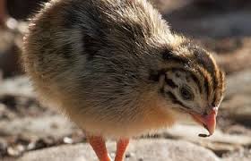 Guinea fowl incubate eggs from 25 to 28 days. Incubating And Hatching Guinea Fowl Backyard Chickens Learn How To Raise Chickens