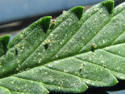 It further provides a thin protective layer for the tomato plant so that the mites won't feed on its leaves. Growery How To Kill Spider Mites Get Rid Of Spider Mite Infestation On Cannabis Marijuana