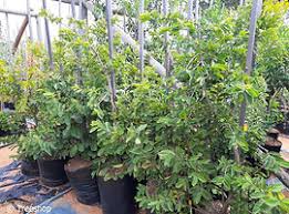 Image result for Antidesma venosum