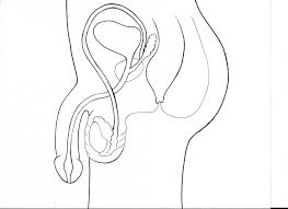 Male and female anatomy complete pack (textured). Funmed Male Reproductive System Anatomy Diagram Quizlet