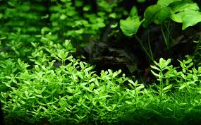 Image result for Bacopa