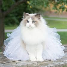Să aflăm poveștile celor mai frumoase prințese din lume. Aurora Printesa Pisicilor Este Cea Mai Frumoasa Pisica De Pe Internet