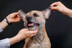 Image result for scabies dog ear