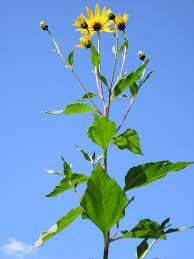 Flowers are small, 2 to 10 centimeters in diameter. Jerusalem Artichoke Wikipedia