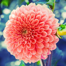 We did not find results for: Growing Guide Spring Planted Bulbs The Old Farmer S Almanac