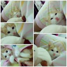 Apalagi, saat ini sudah banyak merk susu kucing yang bagus murah dan tetapi, jangan sembarangan menggunakan merk susu kucing ini. Kucing Kucing Di Hidupku Blognya Neng Syera