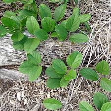 Image result for Canavalia africana