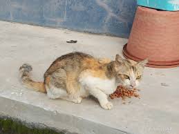 Tahu mana nak cari kubur tuan dia. Kenapa Saya Tidak Memelihara Kucing