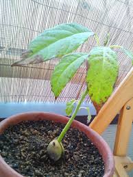 水耕栽培から植木鉢 かくやるおにわ